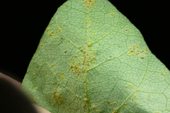 Synchytrium decipiens