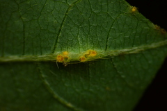 Synchytrium decipiens