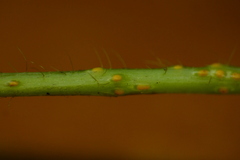 Synchytrium decipiens