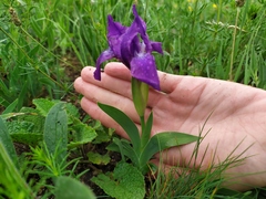 Iris furcata