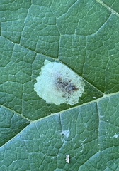 Calycomyza flavinotum