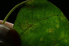 Synchytrium decipiens