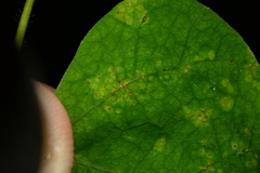 Synchytrium decipiens