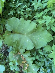 Calycomyza flavinotum