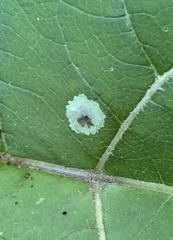 Calycomyza flavinotum