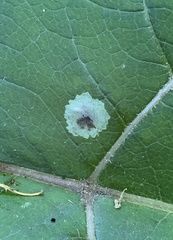 Calycomyza flavinotum