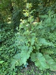 Calycomyza flavinotum
