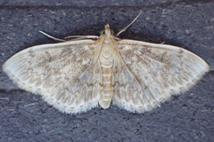 Anania quebecensis
