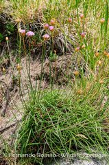Armeria sampaioi