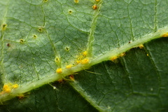 Synchytrium decipiens