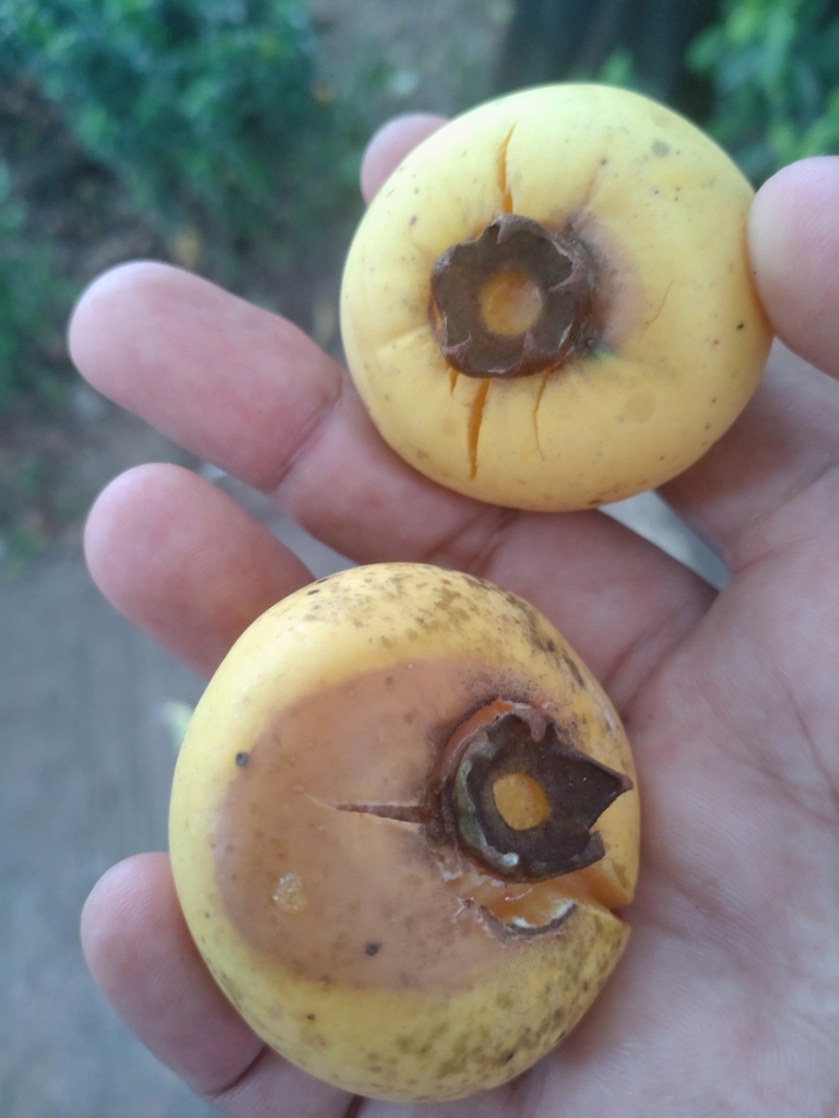 Thị – Diospyros decandra