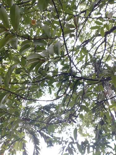 Diospyros decandra, photograph 1