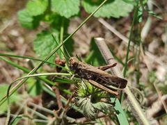 Chorthippus brunneus