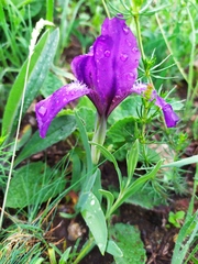 Iris furcata
