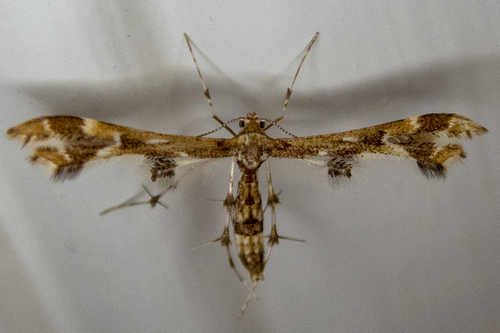 Grape Flower Plume Moth