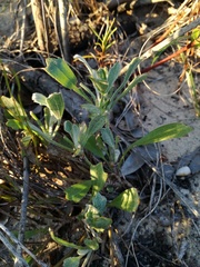 Centella tridentata hermanniifolia