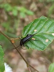 Pedostrangalia pubescens