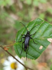 Pedostrangalia pubescens