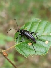 Pedostrangalia pubescens