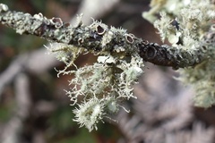 Usnea scabrida