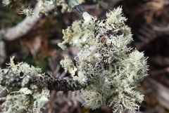 Usnea scabrida