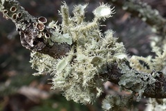 Usnea scabrida