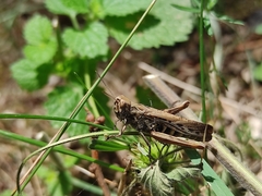 Chorthippus brunneus