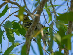 Oriolus flavocinctus flavocinctus