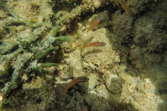 Ostorhinchus properuptus