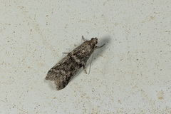 Dioryctria mendacella