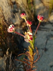 Zaluzianskya maritima