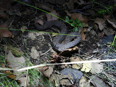 Crotalus transversus