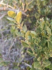 Robsonodendron maritimum
