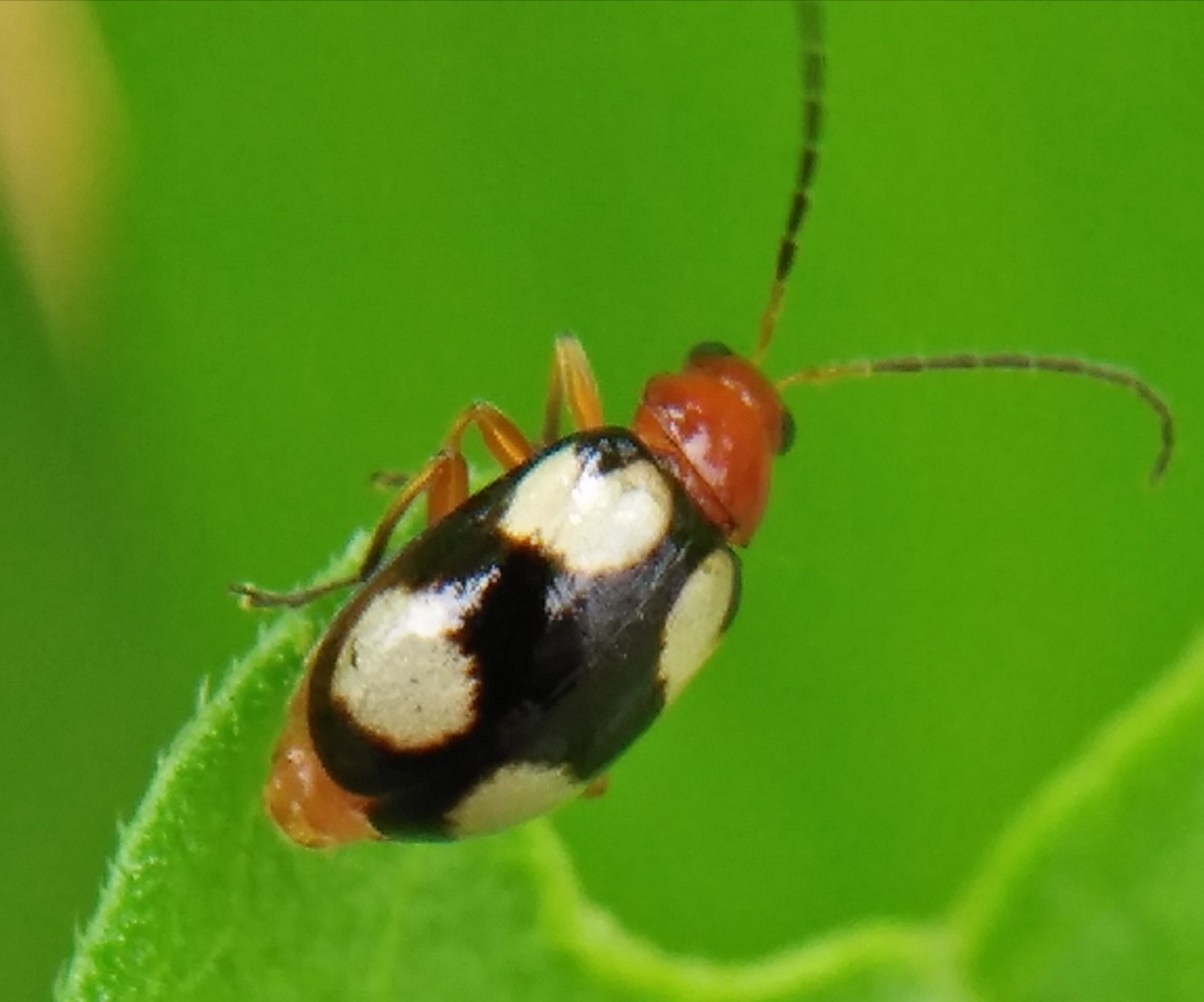 Monolepta signata (Olivier, 1808)