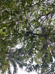 (c) Utain Pummarin, some rights reserved (CC BY) Diospyros decandra, photograph (c) Utain Pummarin, some rights reserved (CC BY)