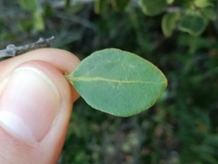 Robsonodendron maritimum