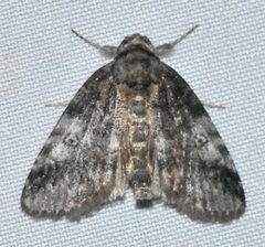 Baileya levitans