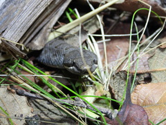 Crotalus transversus