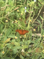 Dione vanillae insularis