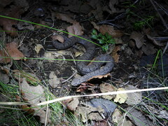 Crotalus transversus