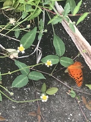 Dione vanillae insularis