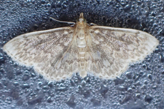 Anania quebecensis
