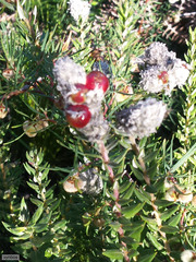 Phylica spicata spicata