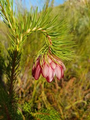 Protea nana