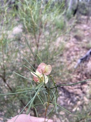 Dodonaea filifolia