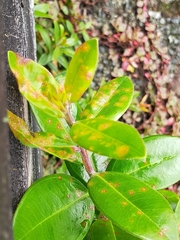 Austropuccinia psidii