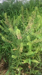 Lepidium