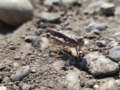 Acrotylus insubricus