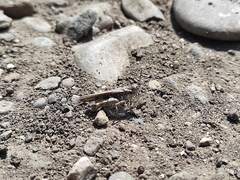 Acrotylus insubricus