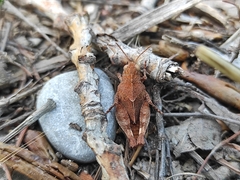 Oedipoda caerulescens